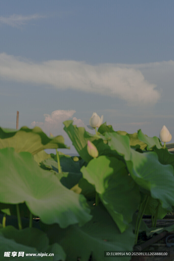 夏日荷塘绿意盎然