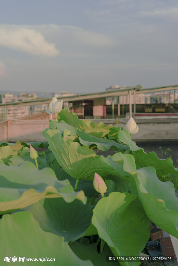 荷塘绿叶景观