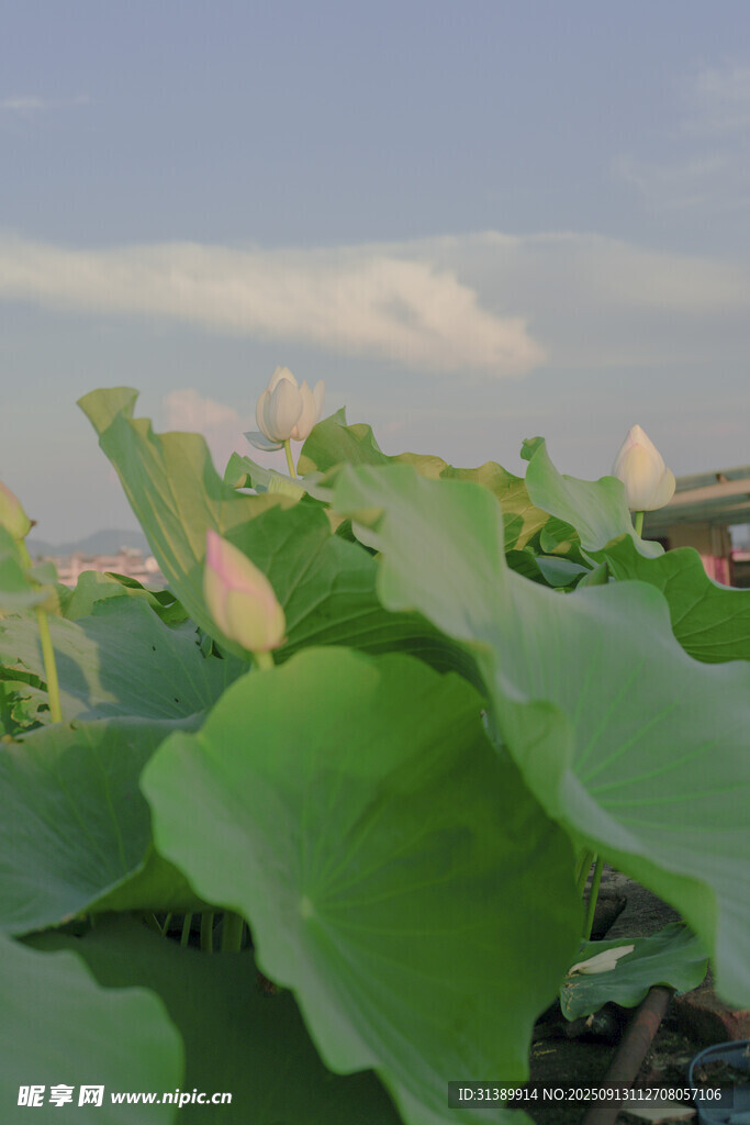 夏日荷塘荷花荷叶美景