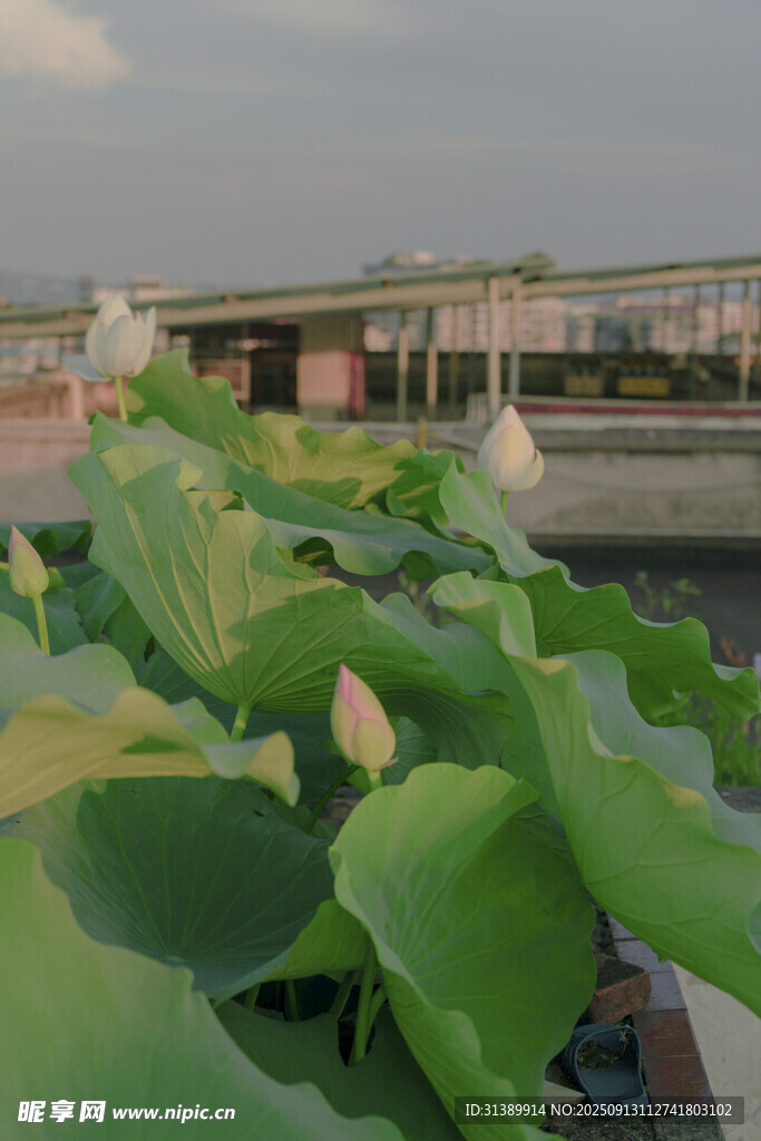 池塘边茂盛的绿色荷叶