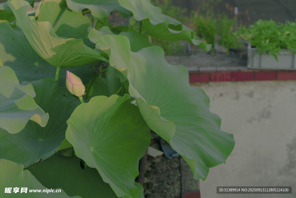 绿叶植物特写