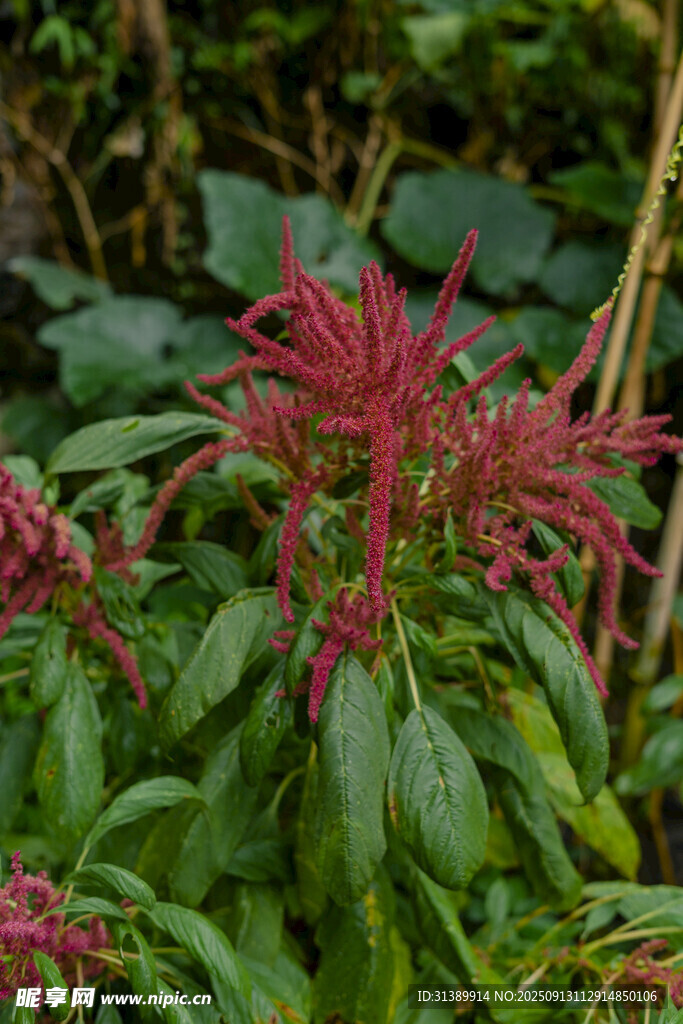 红色花卉绿植特写