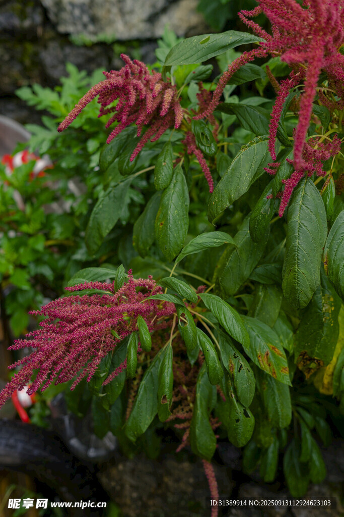 红色穗状花卉绿植特写