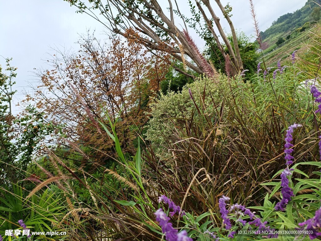 野外繁茂花草景观