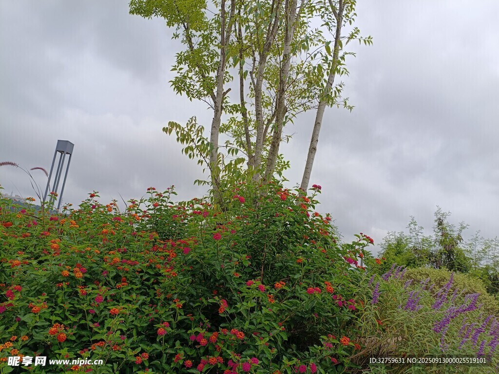 花园绿植花卉景观