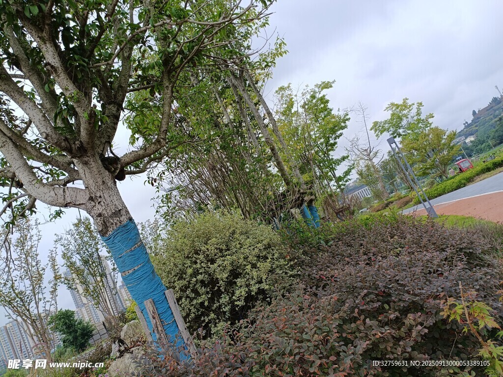 路边绿树与蓝色护杆景观
