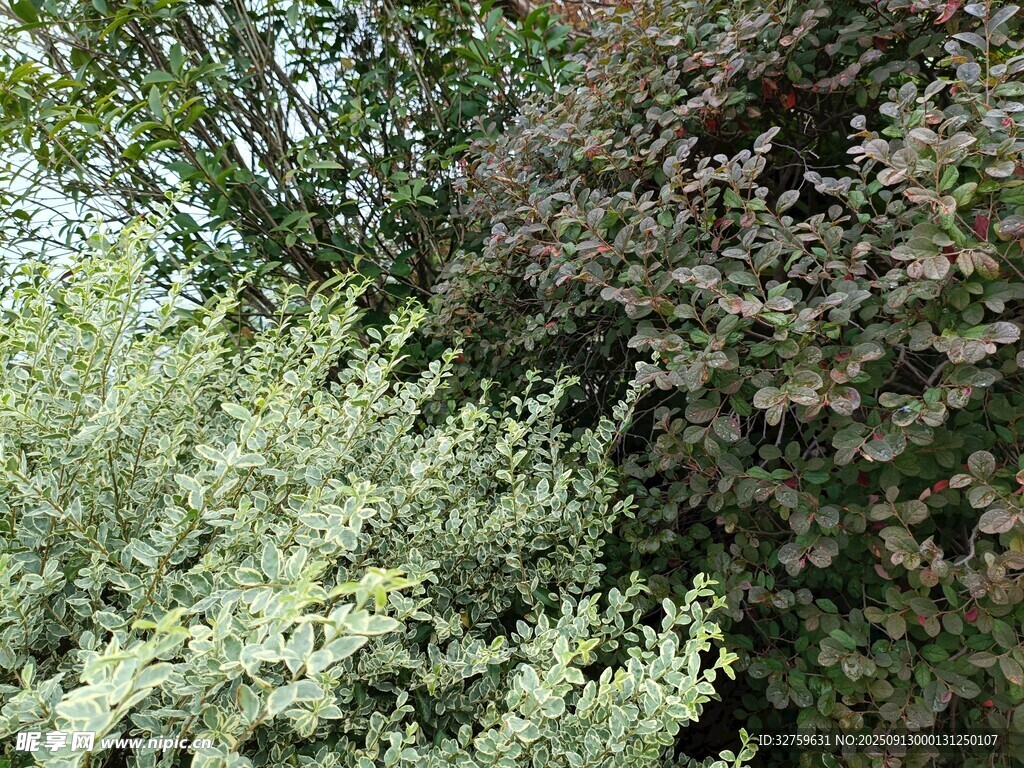 繁茂绿植景观