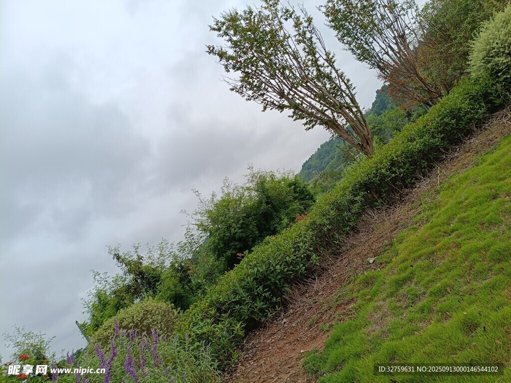 山坡绿植与树木景观