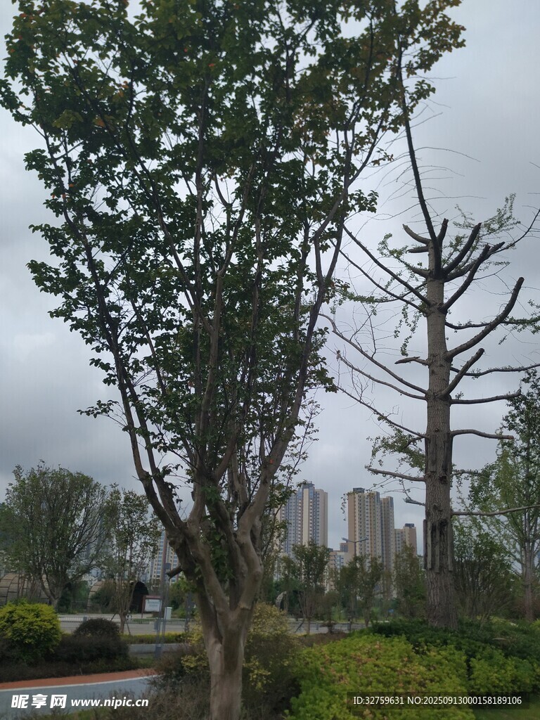 城市中光秃树木与绿植景观