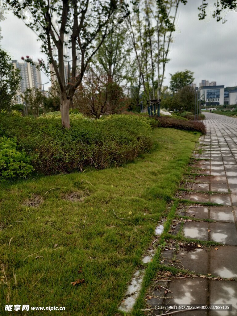 雨后小径旁的绿意景致
