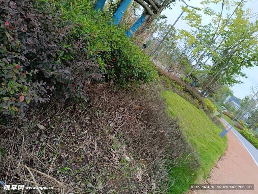 路边绿植景观
