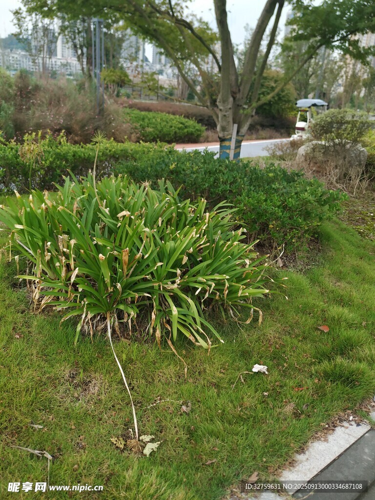 路边绿植景观