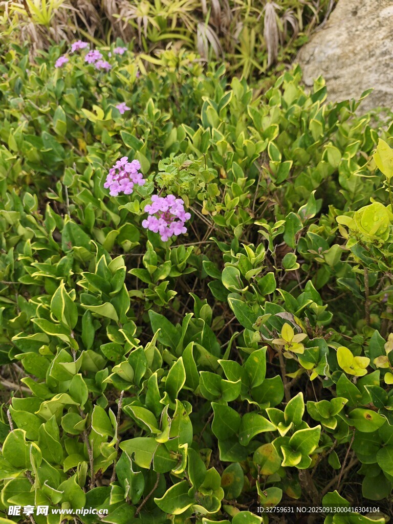 绿叶丛中的紫色小花