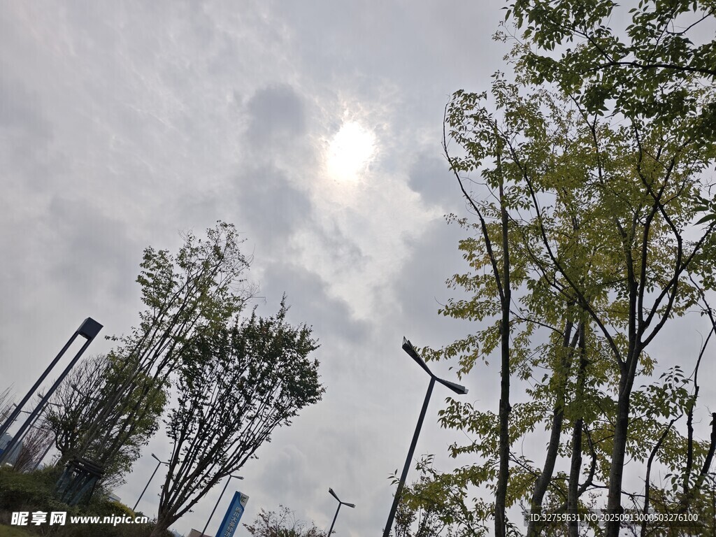 阴天中的树木与路灯