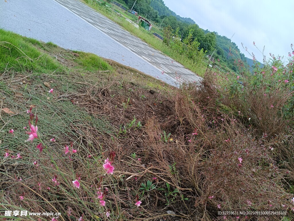 路边绽放的粉色小花