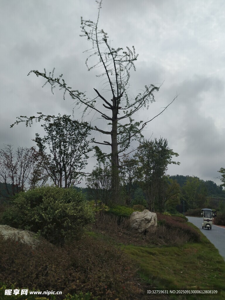 雨中萧瑟树木与周边景致