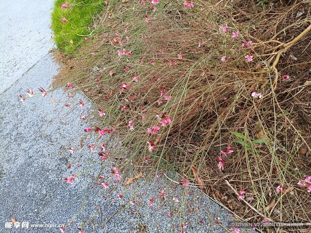 路边绽放的粉色小花