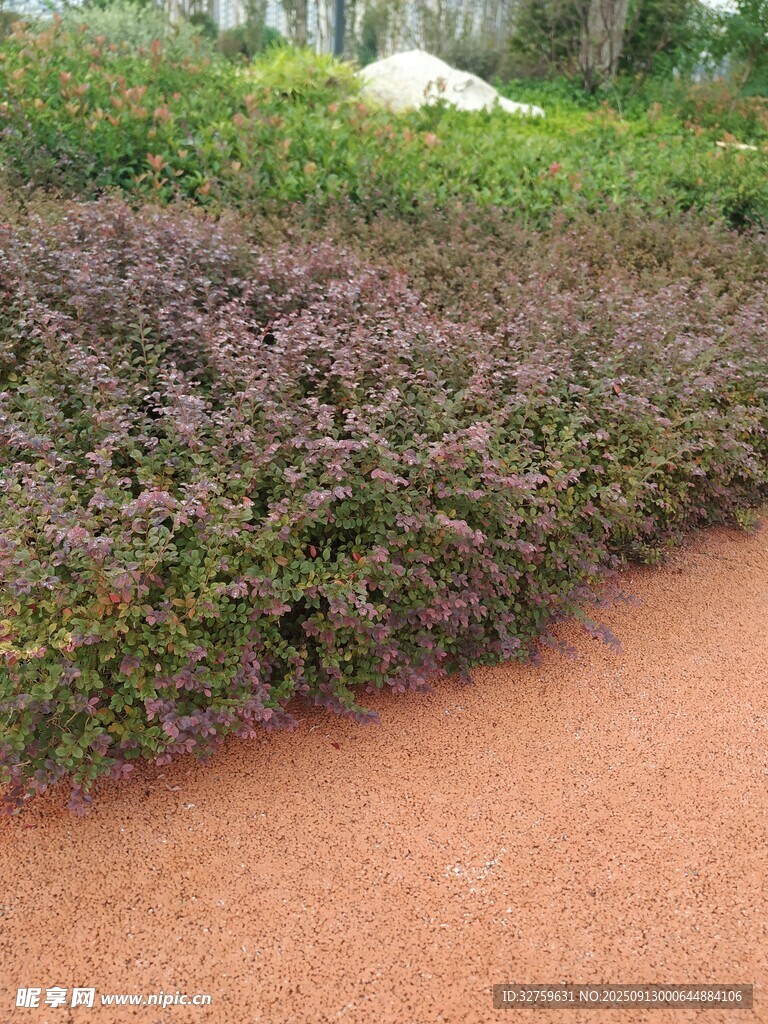 路边多彩绿植景观