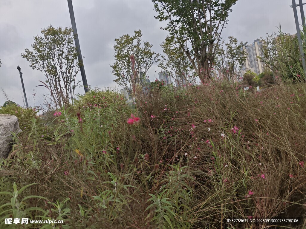 野外绿植景观