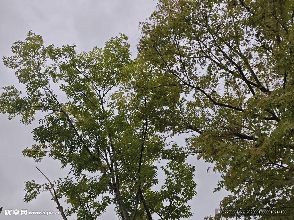 绿树蓝天 