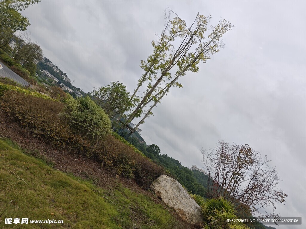 野外草木与巨石景观