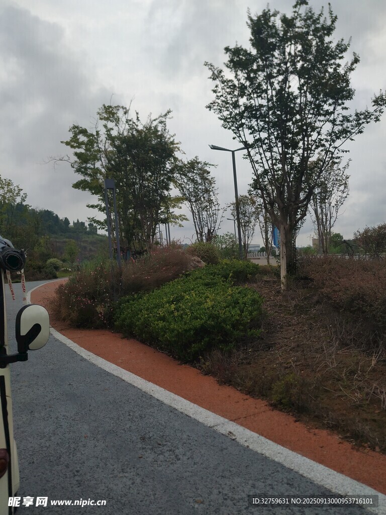 乡村公路旁的绿树景观