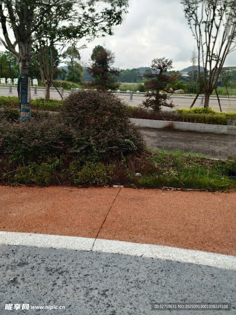 路边绿植景观
