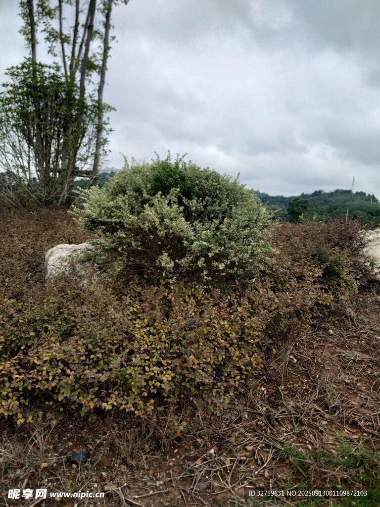 野外绿植与石块景观