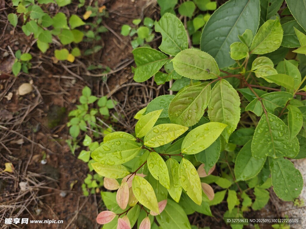绿叶植物特写