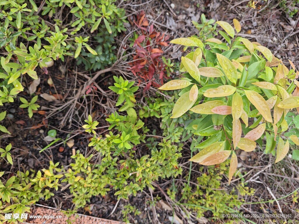 多彩叶片的绿植景观