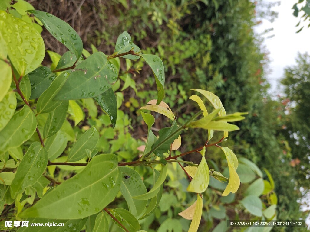 绿叶繁茂的植物景观