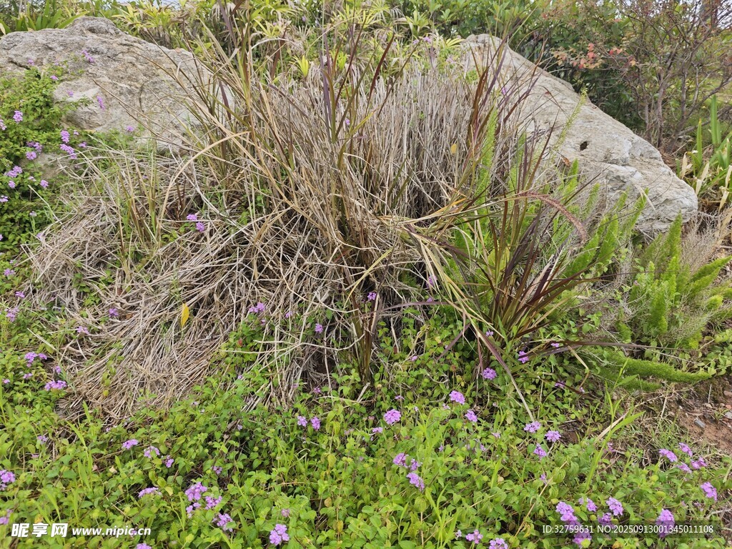 石边绿植景观