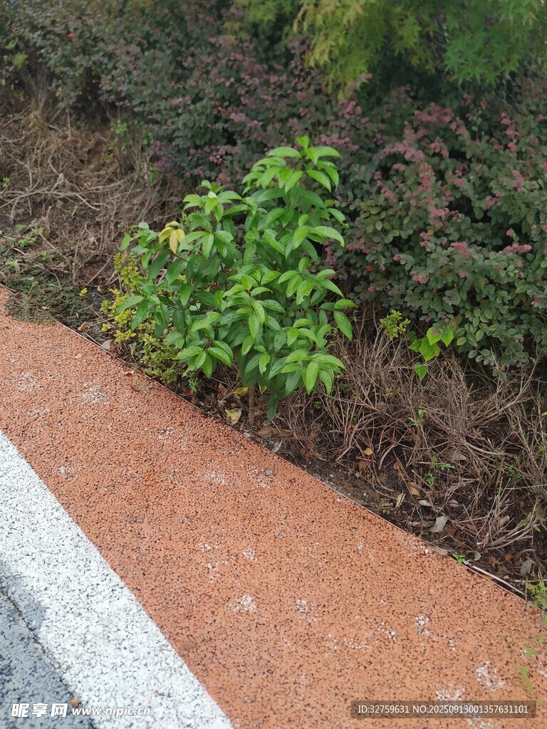 路边绿植景观
