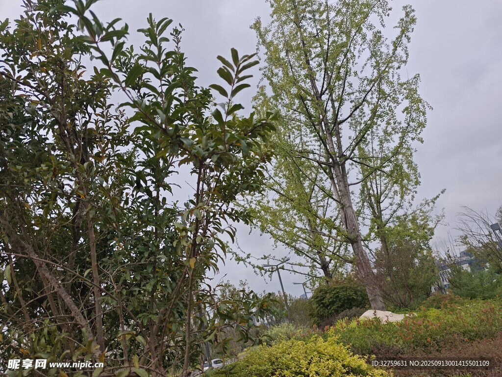 户外自然绿植景观画面