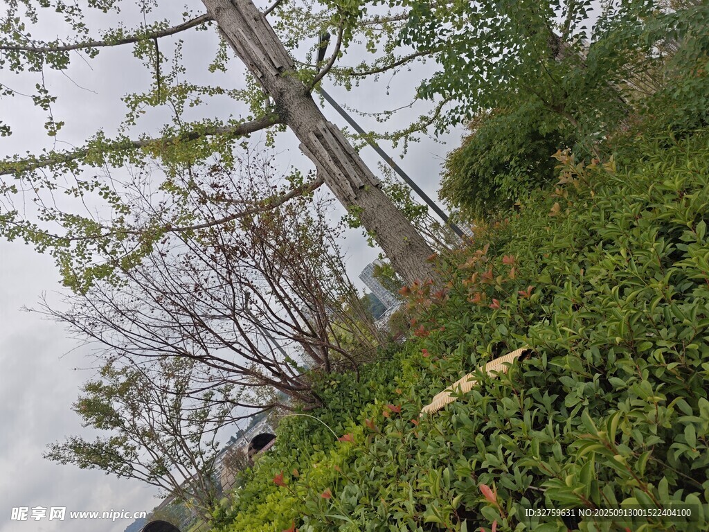 户外繁茂绿植与树木景观