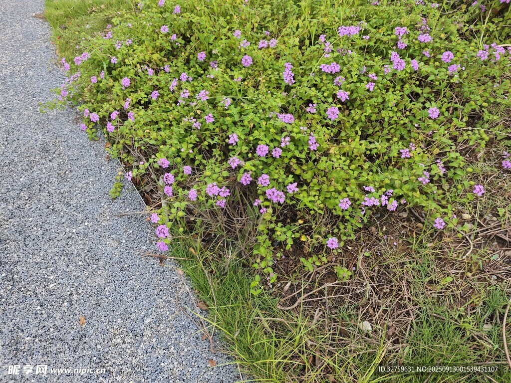 路边绽放的紫色小花