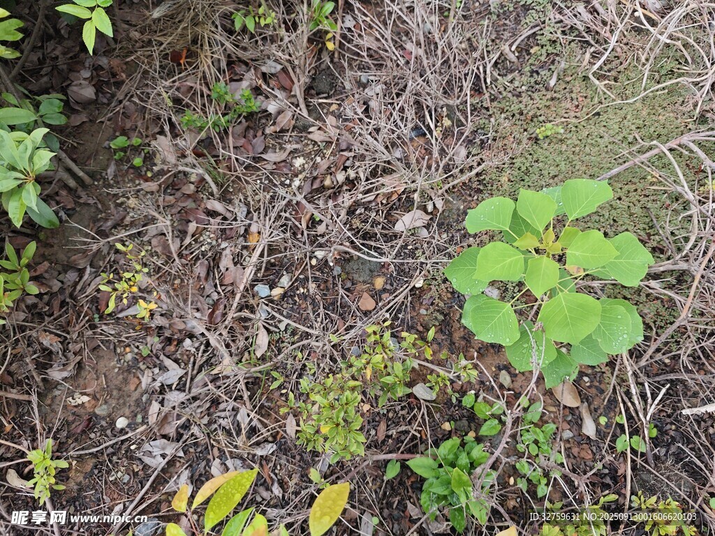 地面上的绿色植物与杂草