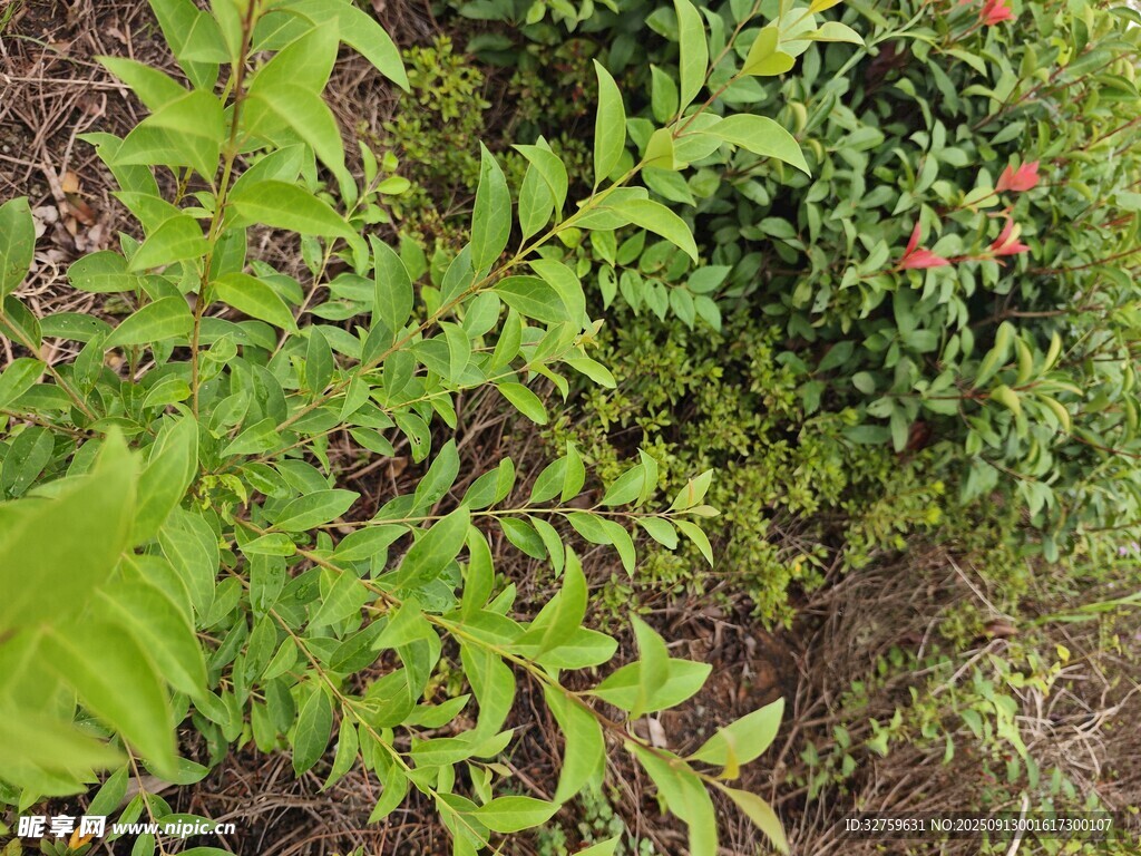 绿叶间的果实植物景观