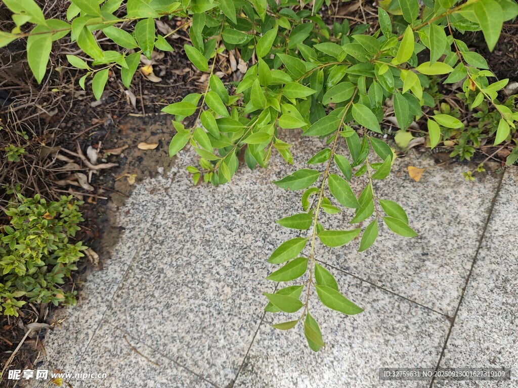 石板旁的翠绿植物