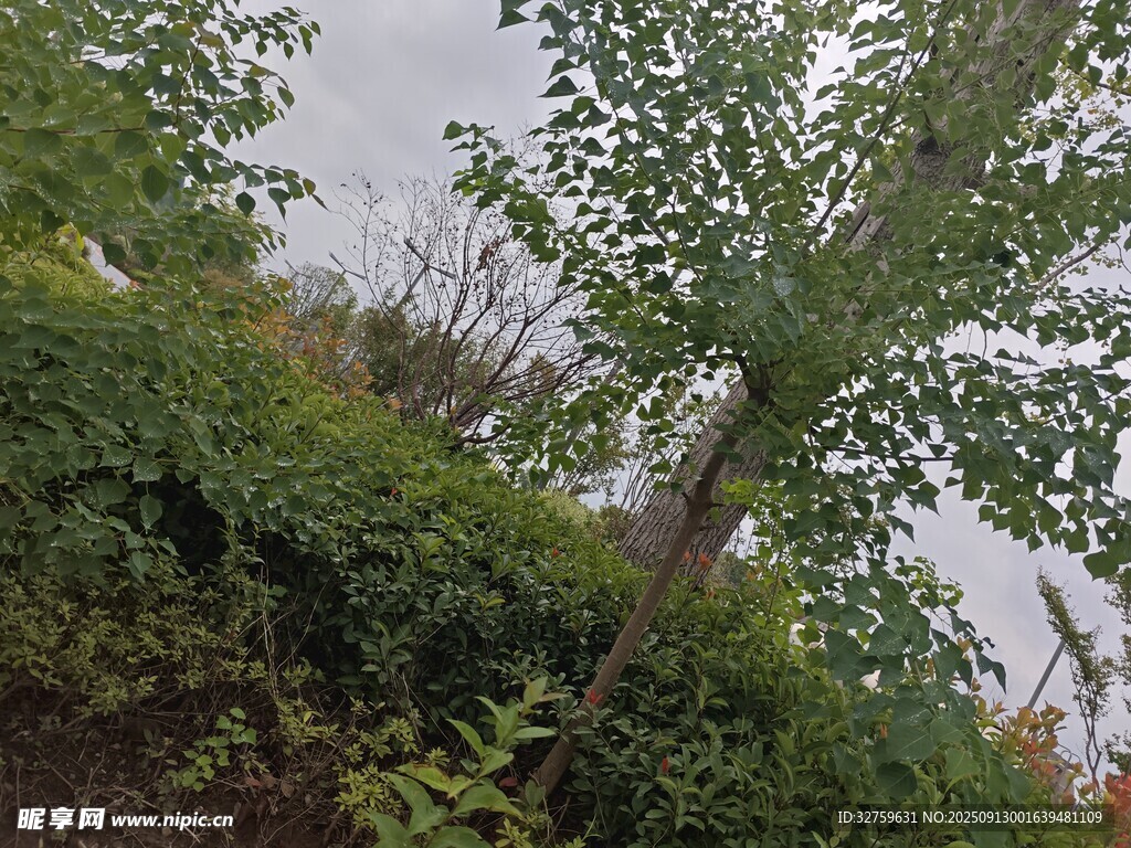野外繁茂绿植景观
