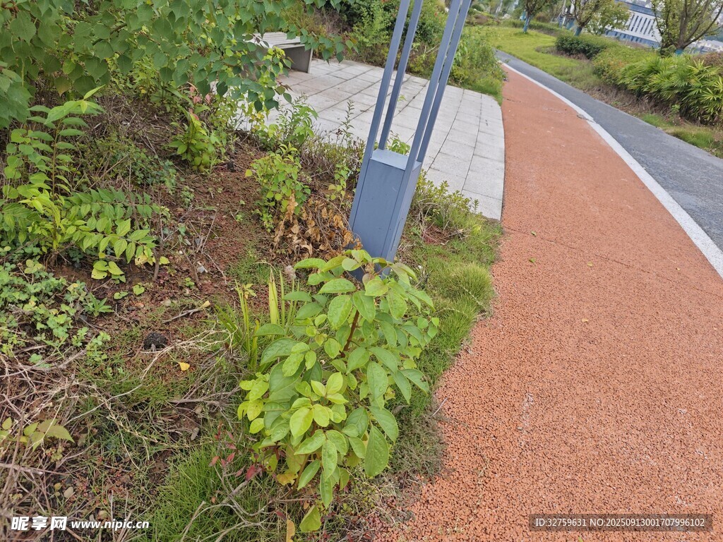 城市步道旁的绿植景观