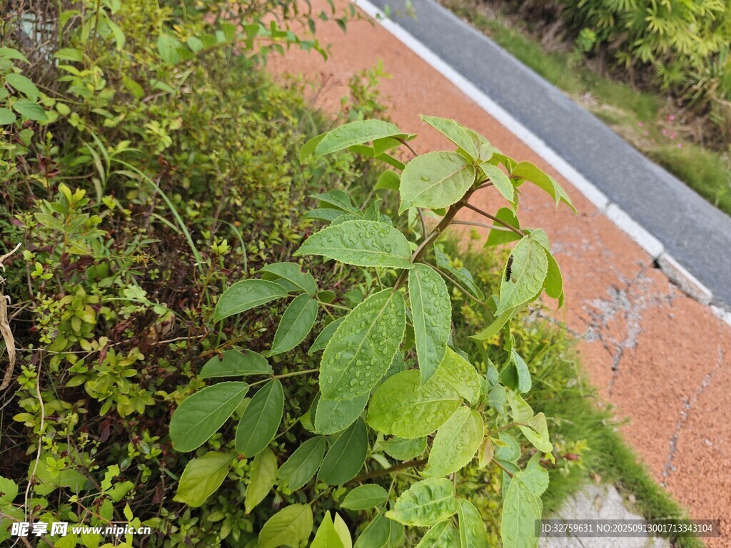 路边绿植景观