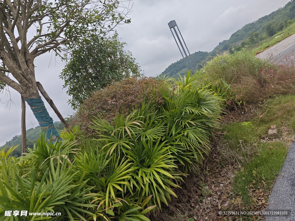 户外绿植环绕的小径风景