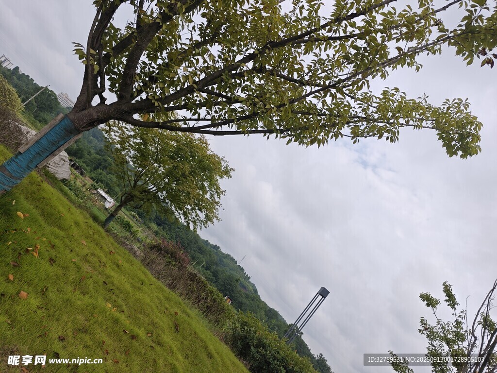 户外绿树草地风景图