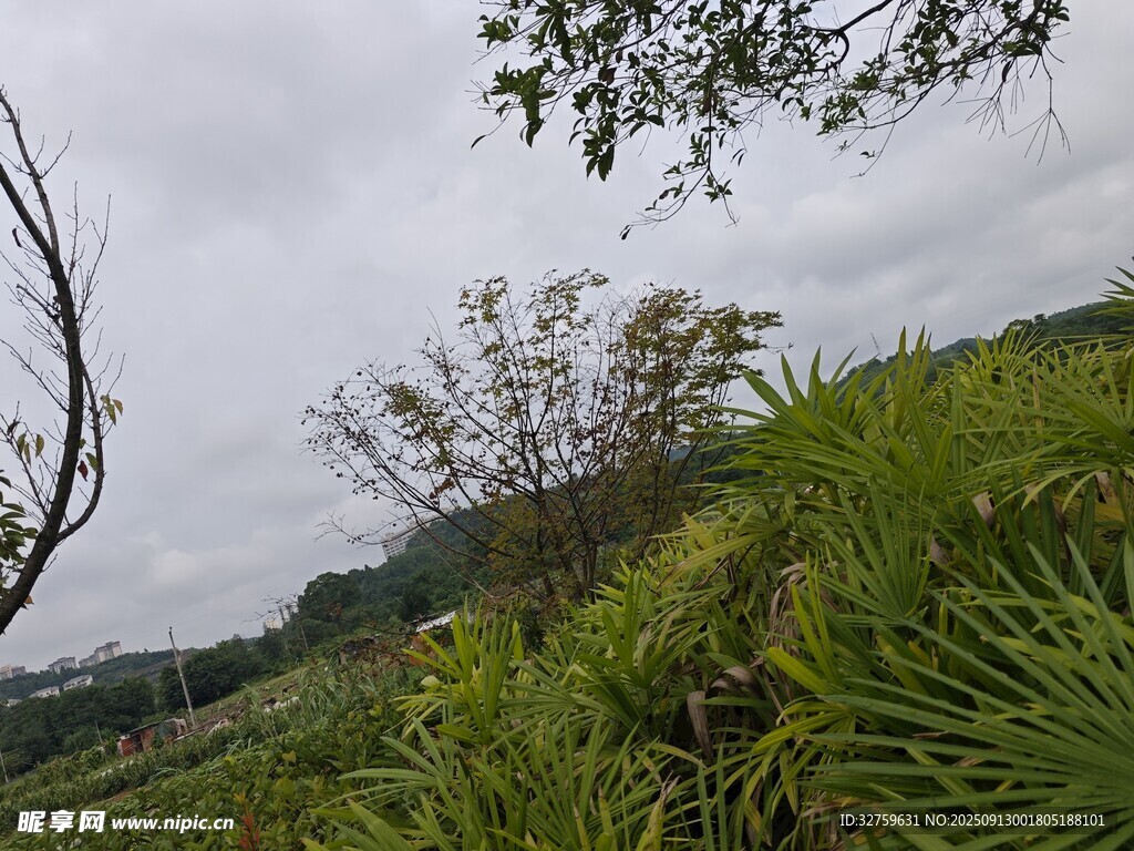 山间繁茂绿植景观