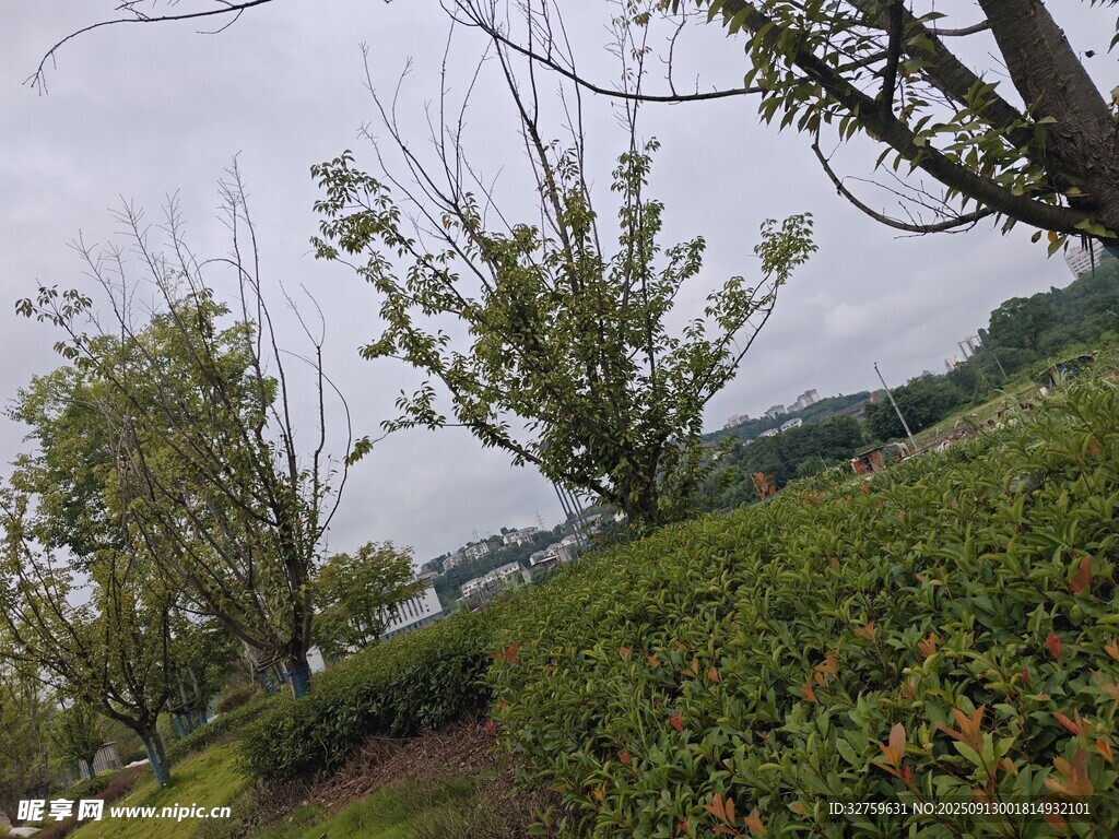春日茶园景致