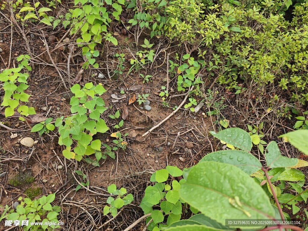 地面上的繁茂绿色植物