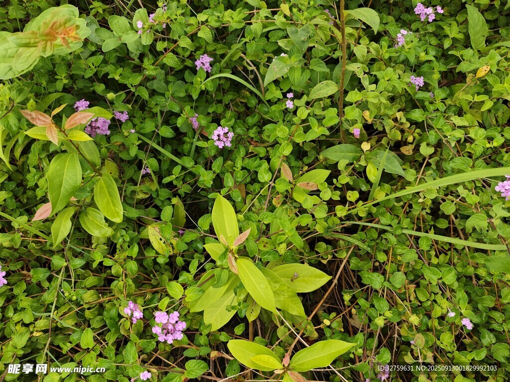 草丛中的紫色小花