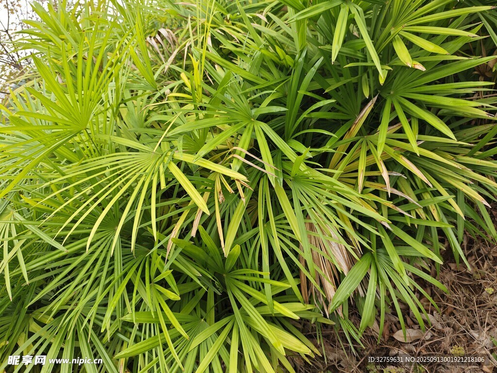 翠绿丛生的阔叶植物