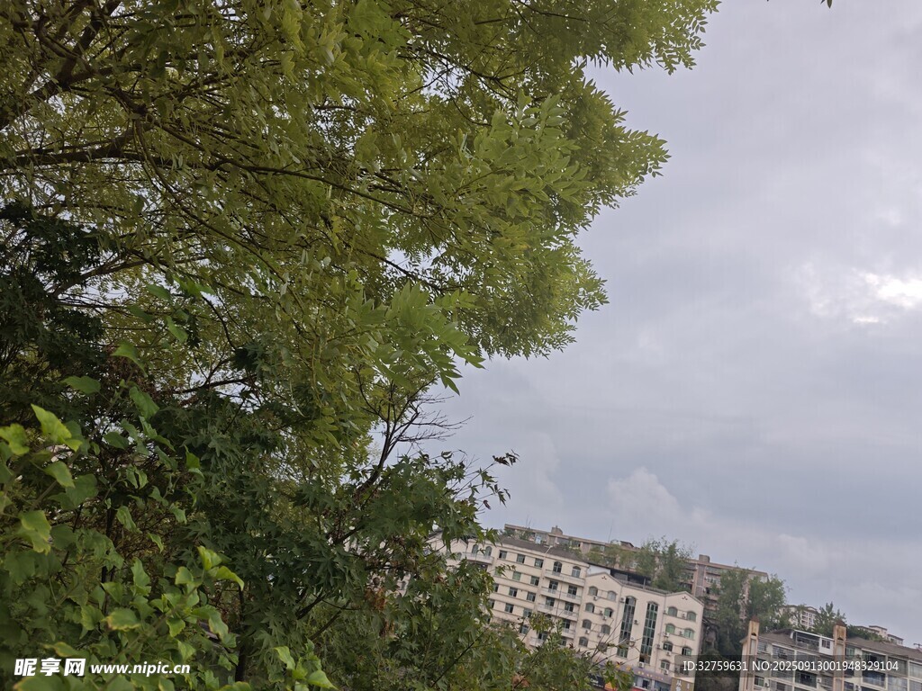 绿树掩映下的城市建筑